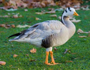 Bar-headed Goose - St James's Park, London - Nov 2006.jpg