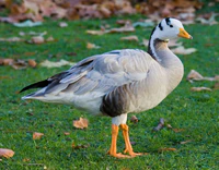 Bar-headed Goose - St James's Park, London - Nov 2006.jpg