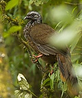 Bearded Guan (cropped).jpg