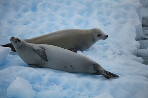 Crabeater Seals in the Lemaire Channel, Antarctica (6054124491).jpg
