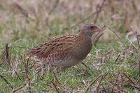 Crex crex, Beachy Head 1.jpg