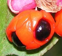 Euonymus verrucosus 20080907b fragment.jpg