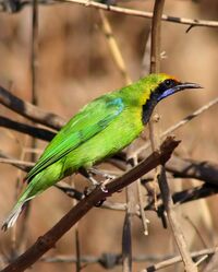 Golden Fronted Leafbird Mukulhinge.jpg