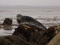Harbor seal.gg