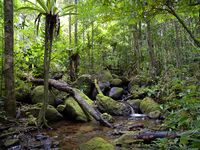 Lowland rainforest, Masoala National Park, Madagascar.jpg