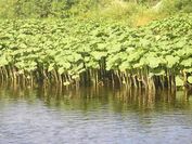 Petasites hybridus Ukhta River.jpg