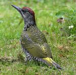 Picus viridis juv(ThKraft).jpg