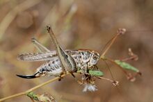 Platycleis affinis female (5012514738).jpg