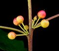 Rhamnus frangula 08 ies.jpg