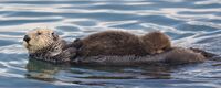 Sea otter nursing.jpg