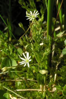 Stellaria crassifolia 0442 (cropped).jpg