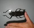 Taveuni longhorn beetle.jpg