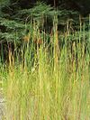 Typha laxmannii2.jpg
