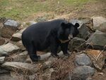 Ursus thibetanus Phila.JPG