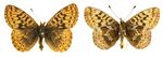 Boloria frigga SLU.JPG