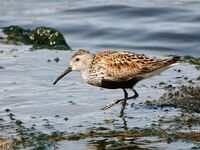 Calidris alpina alpina, Riga, Latvia 1.jpg