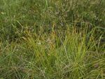 Carex pauciflora.jpg