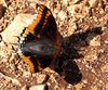 Charaxes jasius bl2.jpg