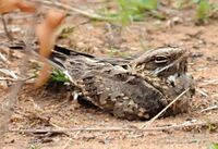 Common Indian Nightjar joby.JPG