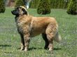 Estrela Mountain Dog 6 month old male.jpg