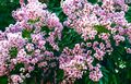 Flowering Indira Inermis.JPG