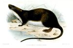 Ichthyomys hydrobates soderstromi Smit.jpg