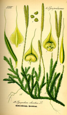Illustration Lycopodium clavatum0.jpg