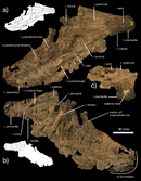 Kosmodraco magnicornis.png