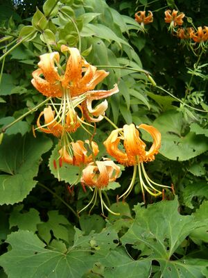 Lilium henryi Inflorescence BotGardBln0806a.JPG