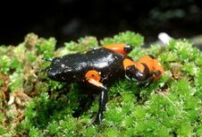 Mantella cowanii01.jpg