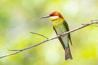 Merops leschenaulti - Kaeng Krachan.jpg