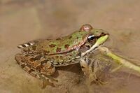 Sahara frog (Pelophylax saharicus).jpg