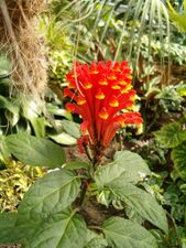 Scutellaria costaricana HabitusLeavesInflorescence BotGardBln0906.JPG