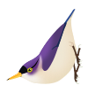 SittaSolangiae.svg