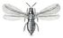 Taeniothrips inconsequens.jpg