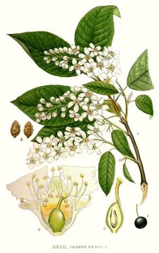 312 Prunus padus.jpg