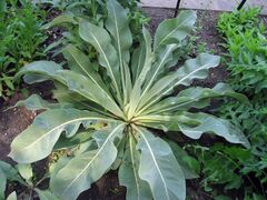 Divizna ozdobná.jpg