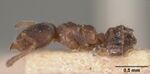 Ecphorella wellmani casent0102456 profile 1.jpg