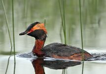 Flickr - Rainbirder - Slavonian Grebe (Podiceps auritus).jpg