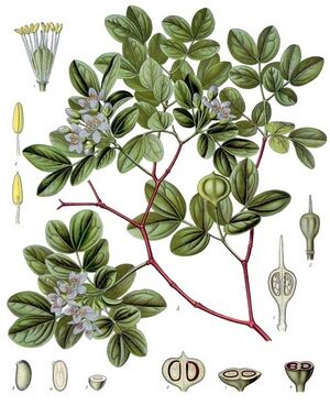 Guaiacum officinale - Köhler–s Medizinal-Pflanzen-069.jpg