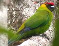 Horned Parakeet 3487 Copyright TP ONG.JPG