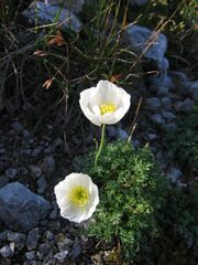 Papaver alpinum01.jpg