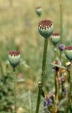 Papaver orientale 2 kiev.jpg