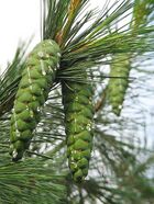 Pinus peuce cones.jpg