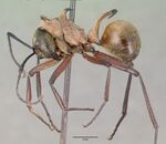 Polyrhachis bihamata casent0010659 profile 1.jpg