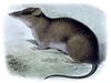 Rhynchomys soricoides.jpg