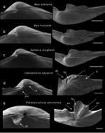 Scanning electron micrographs (10.3897-zookeys.799.25843) Figure 3.jpg