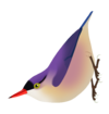 Sitta frontalis.png