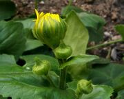 2007-03-28Doronicum orientale05.jpg