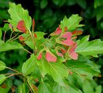 Acer ginnala A.jpg